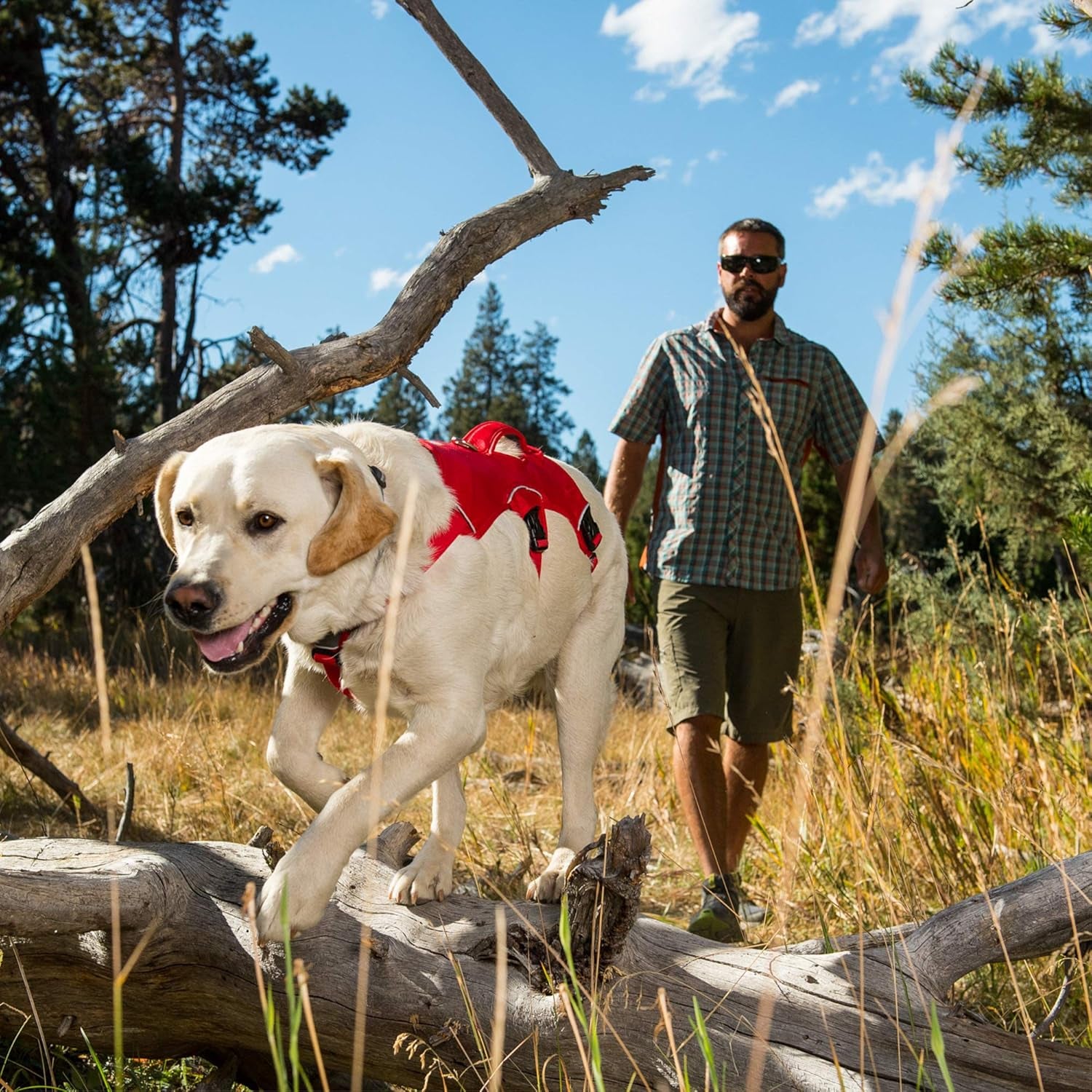 - Web Master, Multi-Use Support Dog Harness, Hiking and Trail Running, Service and Working, Everyday Wear, Red Currant, Large/X-Large