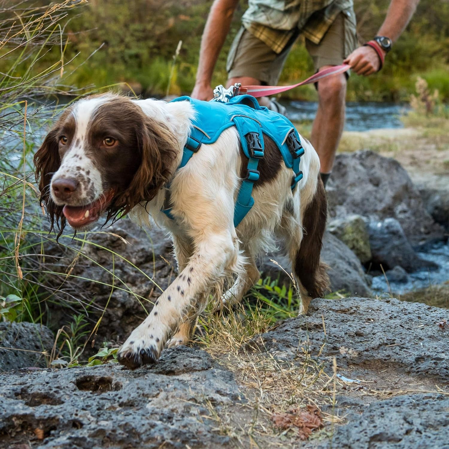 - Web Master, Multi-Use Support Dog Harness, Hiking and Trail Running, Service and Working, Everyday Wear, Red Currant, Large/X-Large