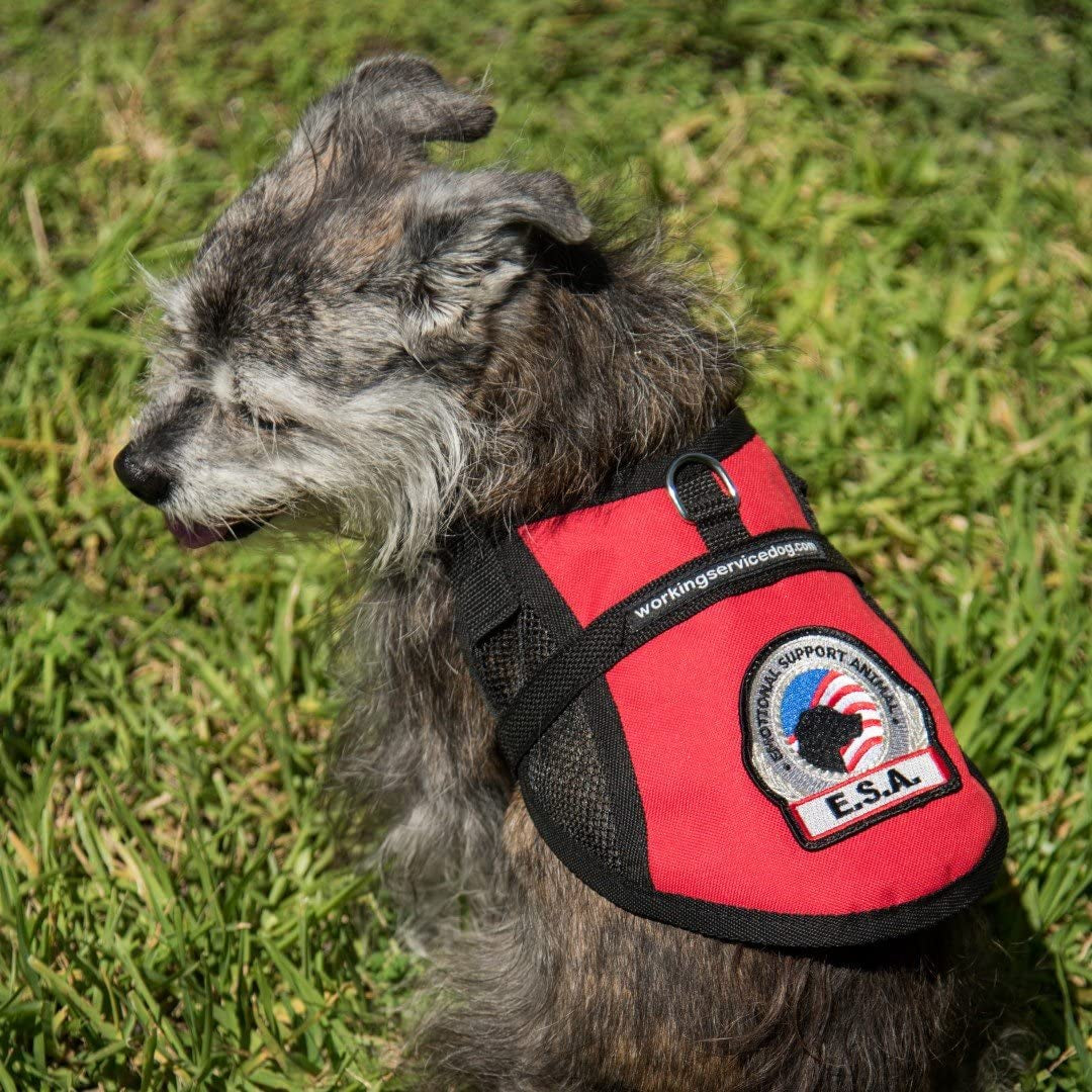 Premium Emotional Support Dog Vest | ESA Dog Vest | Mesh Cooling Panel | Emotional Support Dog Harness | Includes 5 Federal Law ESA Handout Cards (18" - 22" Girth, Red)