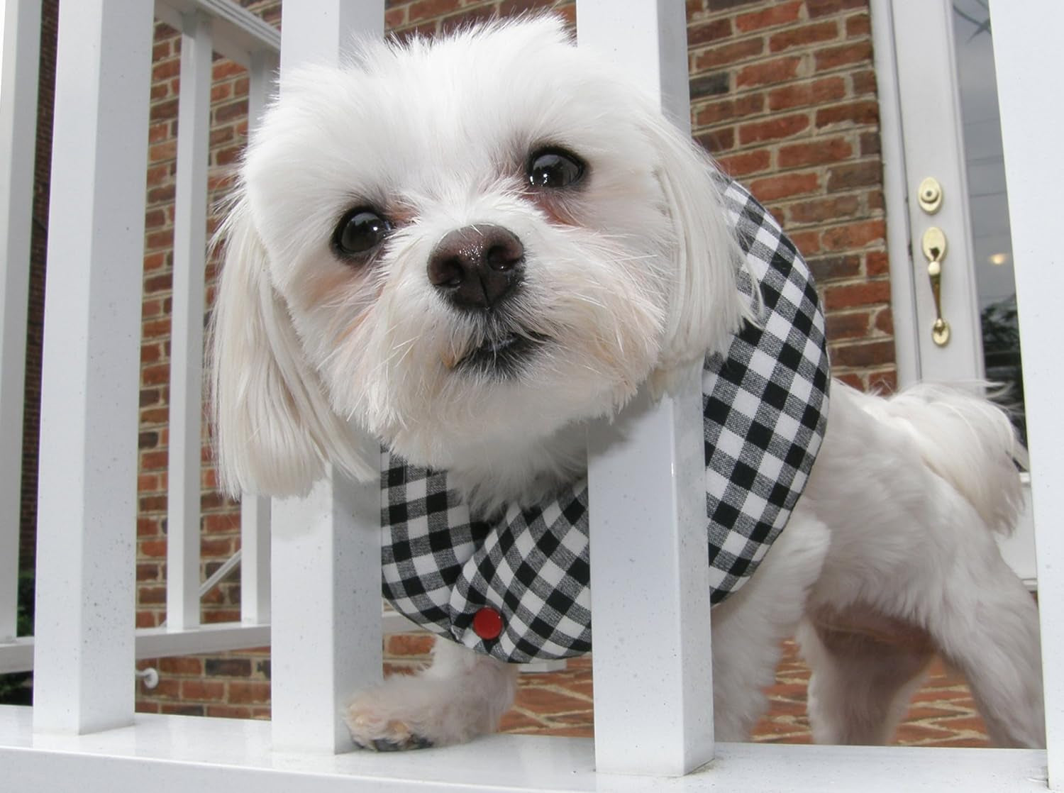 Black and White Check up to 10" - Keep Dogs on Safe Side of the Fence - Made in USA - Fence Collar